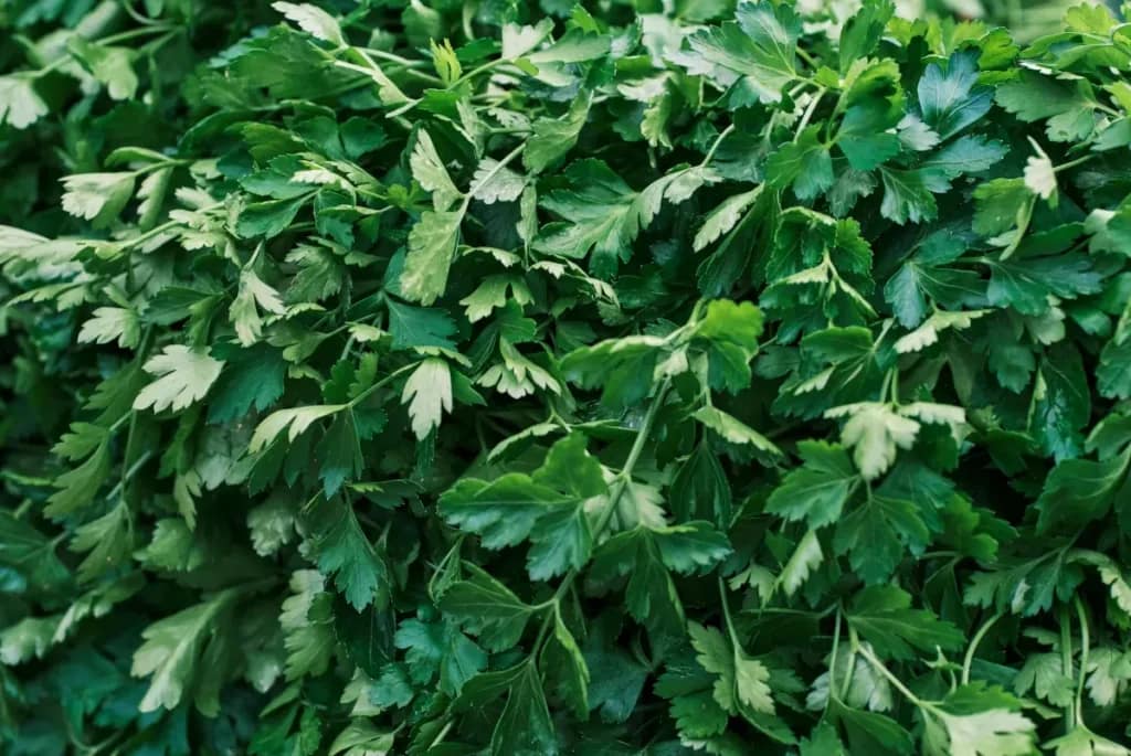 L’histoire du Persil jusqu’à aujourd’hui