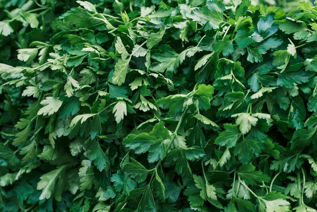 pexels-enginakyurt-10899531